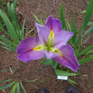 Meet your Posher, Val